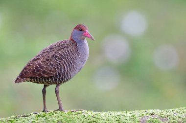 Tayland 'da en çok aranan kuş ot zeminine tünediği için mutlu.)