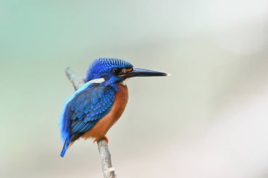 Kırmızımsı göğsü ve beyaz uçlu genç mavi kuş derenin ince dalına tünemiş, mavi kulaklı balıkçı.