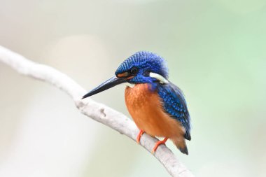 Mavi kulaklı balıkçı (alcedo meninting) derede balık tutmak için bekleyen suya bakıyor