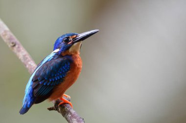 Mavi ve kahverengi kuşa yakın, ağaç dalına tüneyen keskin gagalı, mavi kulaklı balıkçı erkek.