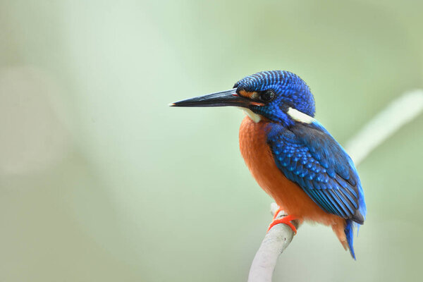 Beautiful Velvet Blue Bird Dark Brown Chest Nicely Perching Wooden Stock Photo