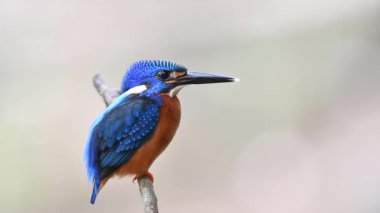 Akıntı üzerinde küçük bir dalda sakince yaşayan egzotik mavi kuş, mavi kulaklı Kingfisher (alcedo meninting)