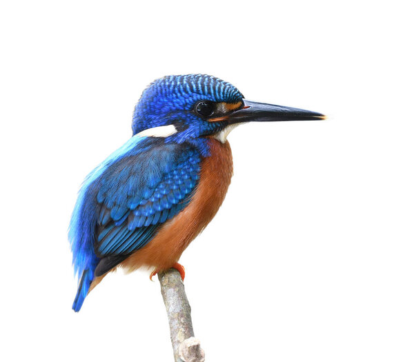 Cubby Bird Velvet Blue Wings Back Head Reddish Belly Perching Stock Image