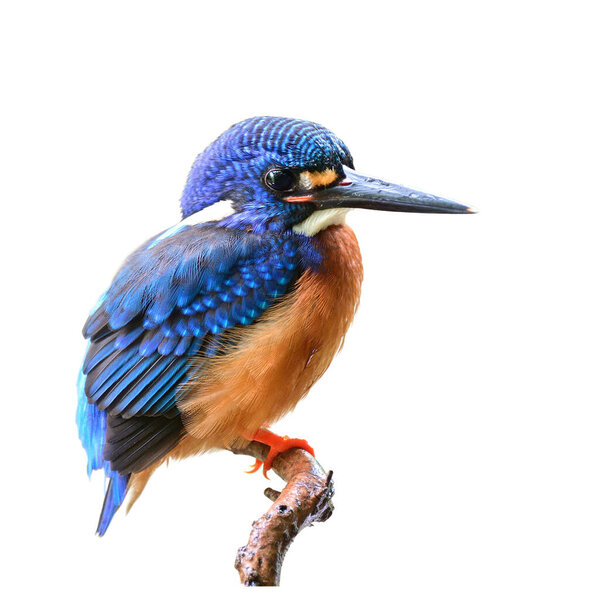 Blue Eared Kingfisher Alcedo Meningting Fascinated Bird Sharp Beaks Isolated Stock Picture