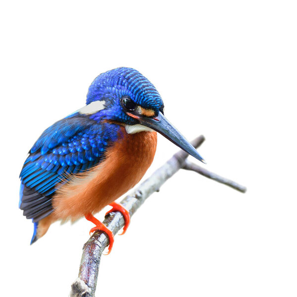 Blue Eared Kingfisher Beautiful Blue Bird Foraging Watching Fish Stream Royalty Free Stock Photos