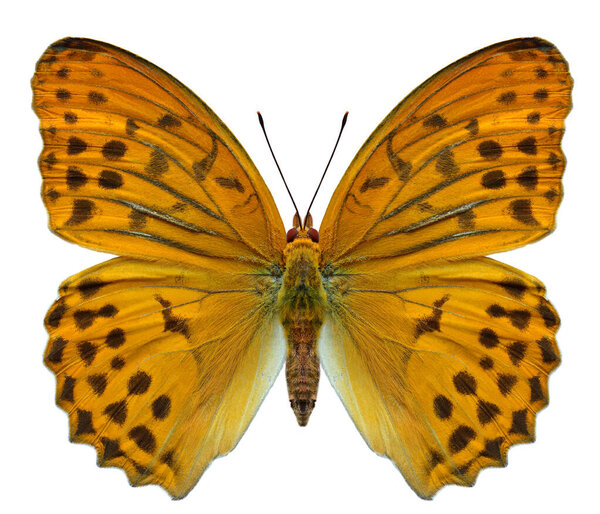 close up of damora sagana, beautiful butterfly in natural color isolated on white background with clipping path 