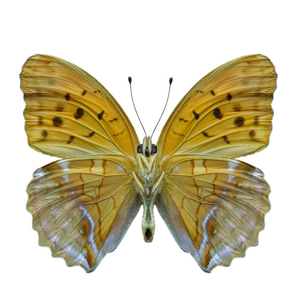 Damora Sagana Forwwing Beautiful Butterfly Natural Color Isolated White Background Stock Picture