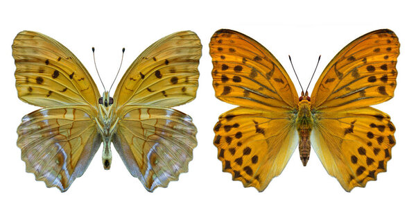 Beautiful Orange Spots Butterfly Both Hind Forewing View Domora Sagana Royalty Free Stock Images