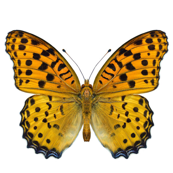Silver Washed Fritillary Argynnis Paphia Hindwing View Orange Black Butterfly Stock Photo