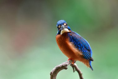 Yakından çekim yapan fotoğrafçı kuşların harikası, mavi kulaklı balıkçı