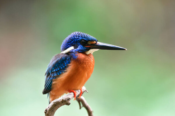 Vivid Blue Saturation Orange Feather Bird Calmly Perching Branch Blue Royalty Free Stock Images