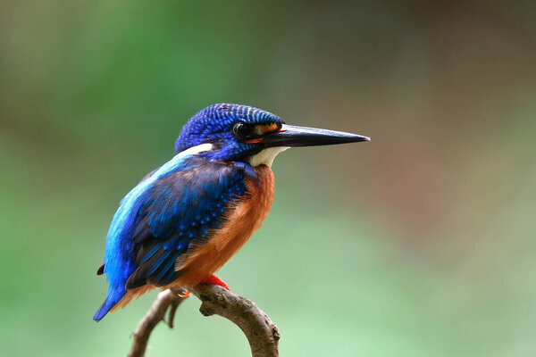 Beautiful Blue Bird Perching Wooden Branch Soft Light Raging Stream Stock Image