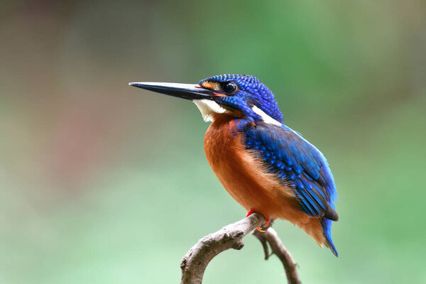 Proud Nature Blue Eared Kingfisher Perching Thin Branch While Alerting Royalty Free Stock Photos