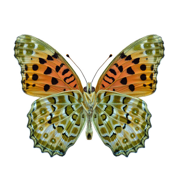 Forewing Silver Washed Fritillary Beautiful Brown Orange Butterfly Isolated White Royalty Free Stock Photos