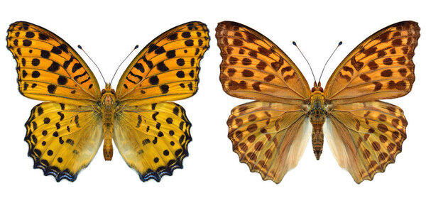 Silver Washed Fritillary Butterfly Argynnis Paphia Both Male Female Hindwing Stock Photo