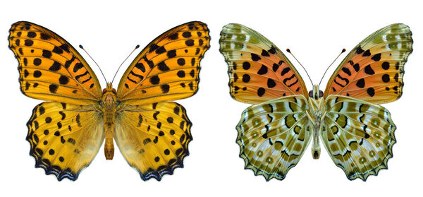 Silver Washed Fritillary Butterfly Argynnis Paphia Both Hindwing Forewing Isolated Royalty Free Stock Photos