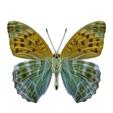 forewing of Silver-washed fritillary butterfly, argynnis raphia, isolated on white background with clipping path clipart