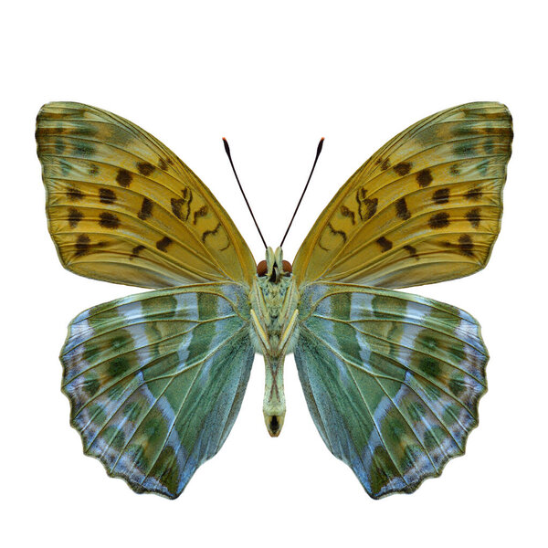 Forewing Silver Washed Fritillary Butterfly Argynnis Raphia Isolated White Background Stock Image