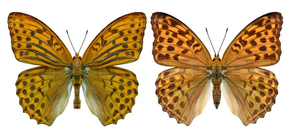 Collection Male Female Silver Washed Fritillary Butterfly Isolated White Background Stock Photo
