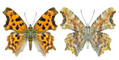 nymphalidae polygonia in hindwing and forewing view, beautiful camouflage butterfly isolated on white background clipart