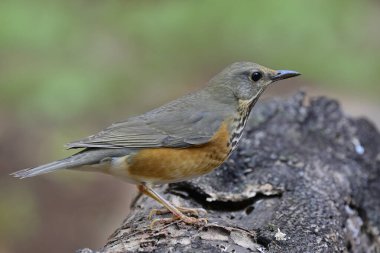 Gri sırtlı ardıç kuşu, Turdus hortulorum, Kerestenin üzerine tünemiş yeşil arka plan çalısı