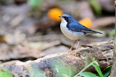 Küçük mavi ve beyaz kuş sabah avlanırken kerestenin üzerinde duruyor, Sibirya mavisi Robin 'in erkeği.