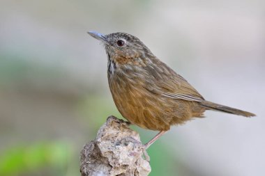 rock climbing bird showing its skills to top, Rufous Limestone-babbler, Turdinus calcicola clipart