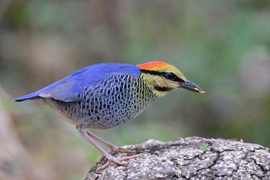 blue bird picking meal worm while foraging in morning, blue pitta, hydronis cyaneus clipart