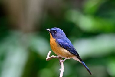 side view of beautiful blue and orange bird perching on tree branch, hill blue flycatcher clipart