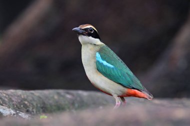Peri pittası, güzel kuş sabahın erken saatlerinde ağaç kökleri yakınında Tayland 'ın ortasından geçerken yiyecek arıyor.