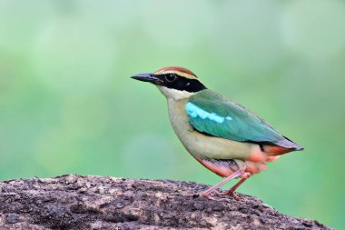 Tayland 'a göç ederken Rama 9 parkında en iyi peri pittası doğal kaynaklı güzel bir kuştur.