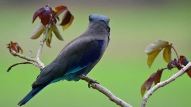 Gey 'den mavi kuşa, avlanırken yüksek sesle öterken, komik vahşi kuş dalda mutlu mesut tünedi.