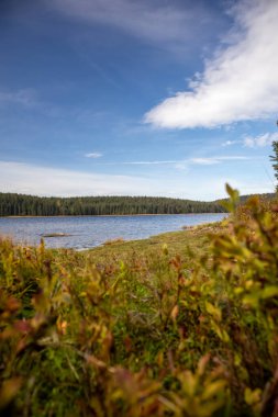 Güzel bir gölün dikey görüntüsü. Açık bir günde ormanlık bir alan.