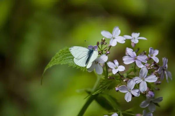 庭に花が咲いている白い蝶 — ストック写真