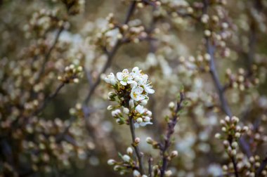 Bahar çiçekleri, doğada bitki örtüsü