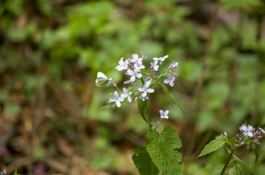 Ormanın arka planında beyaz çiçekler ve yapraklar