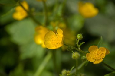 Ormanın arka planında güzel çiçekler