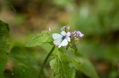 Çiçekteki güzel kelebek