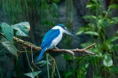Güzel kuş Kingfisher doğa arka planında