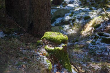 Yosun kaplı bir ağaç gövdesinin dikey görüntüsü. 
