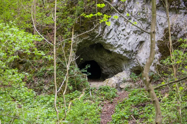Cueva Bosque —  Fotos de Stock