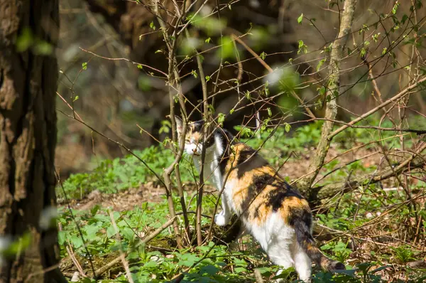 Eine Schöne Katze Ist Wald — Stockfoto