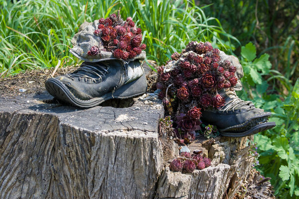 Red flowers in the garden