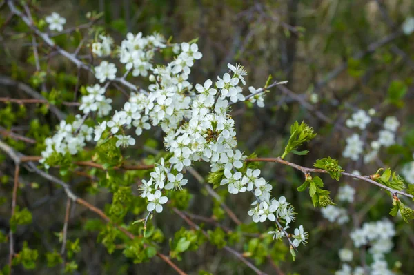 Cseresznyevirág Fehér Virága — Stock Fotó