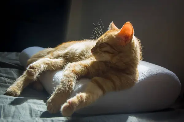 Červené Nadýchané Kotě Spí Polštáři — Stock fotografie