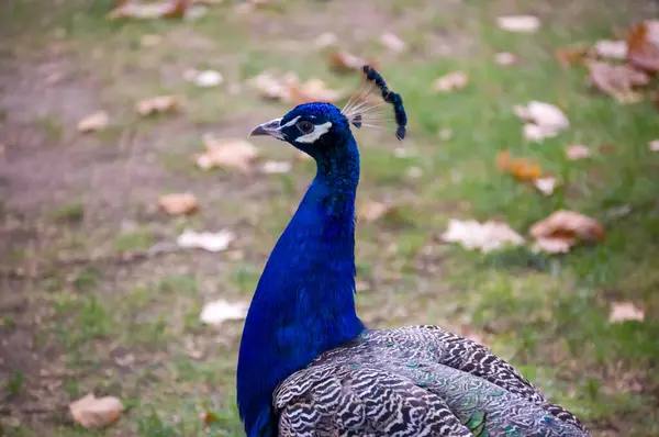 Peacock Egy Parkban Ősszel — Stock Fotó