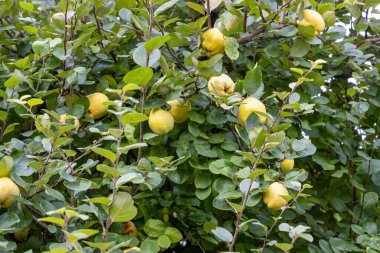 Ağaçtaki ayvalar yazın hasat edilmeye hazır..
