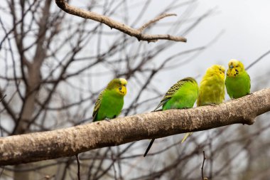 Budgie 'ler küçük bir hayvan parkında yer ve kucaklaşır.