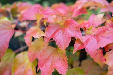Sonbaharda farklı renkte güzel yapraklar.