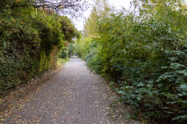 Sonbahar ormanı boyunca toprak yol, ekim günü manzara.